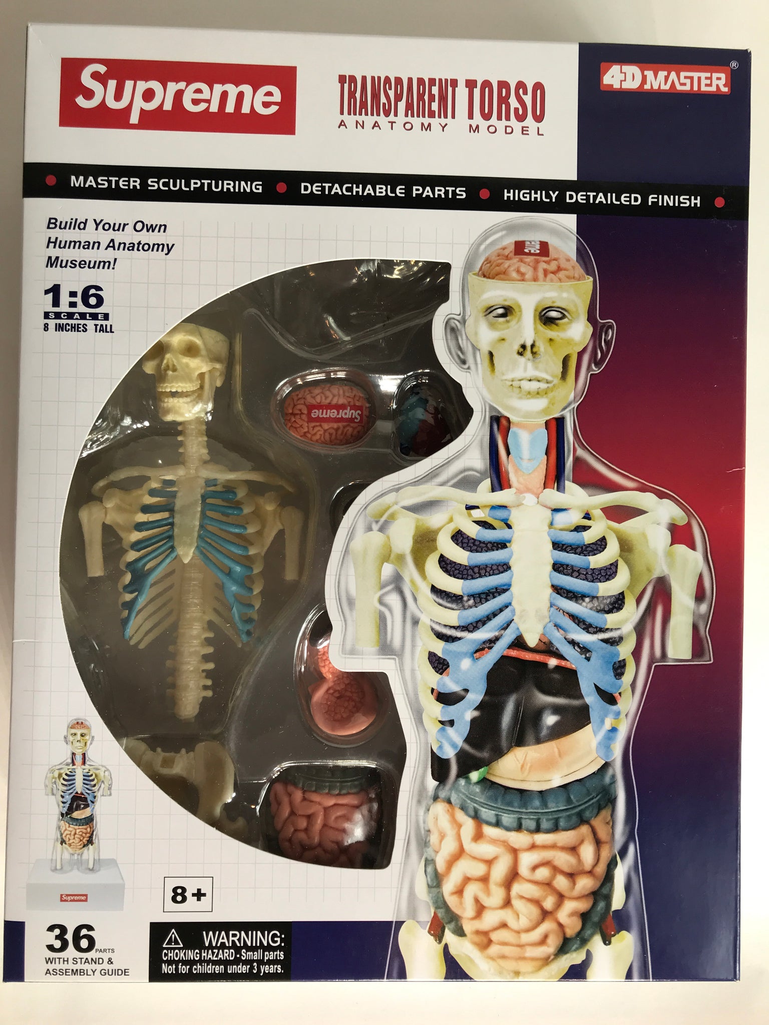 Supreme Transparent Torso (Anatomy Model) – GrailStorm®